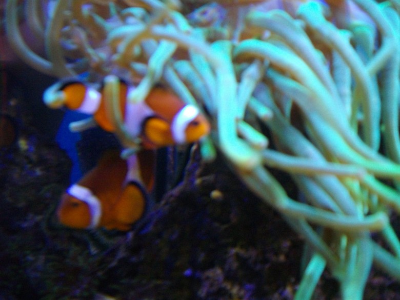 Rajsk&eacute; ostrovy (ZOO Děč&iacute;n) a Hřensko s O.K. Busem